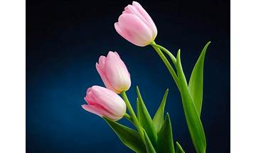 Amazing Tulips live wallpaper for Android - Download the APK from Habererciyes